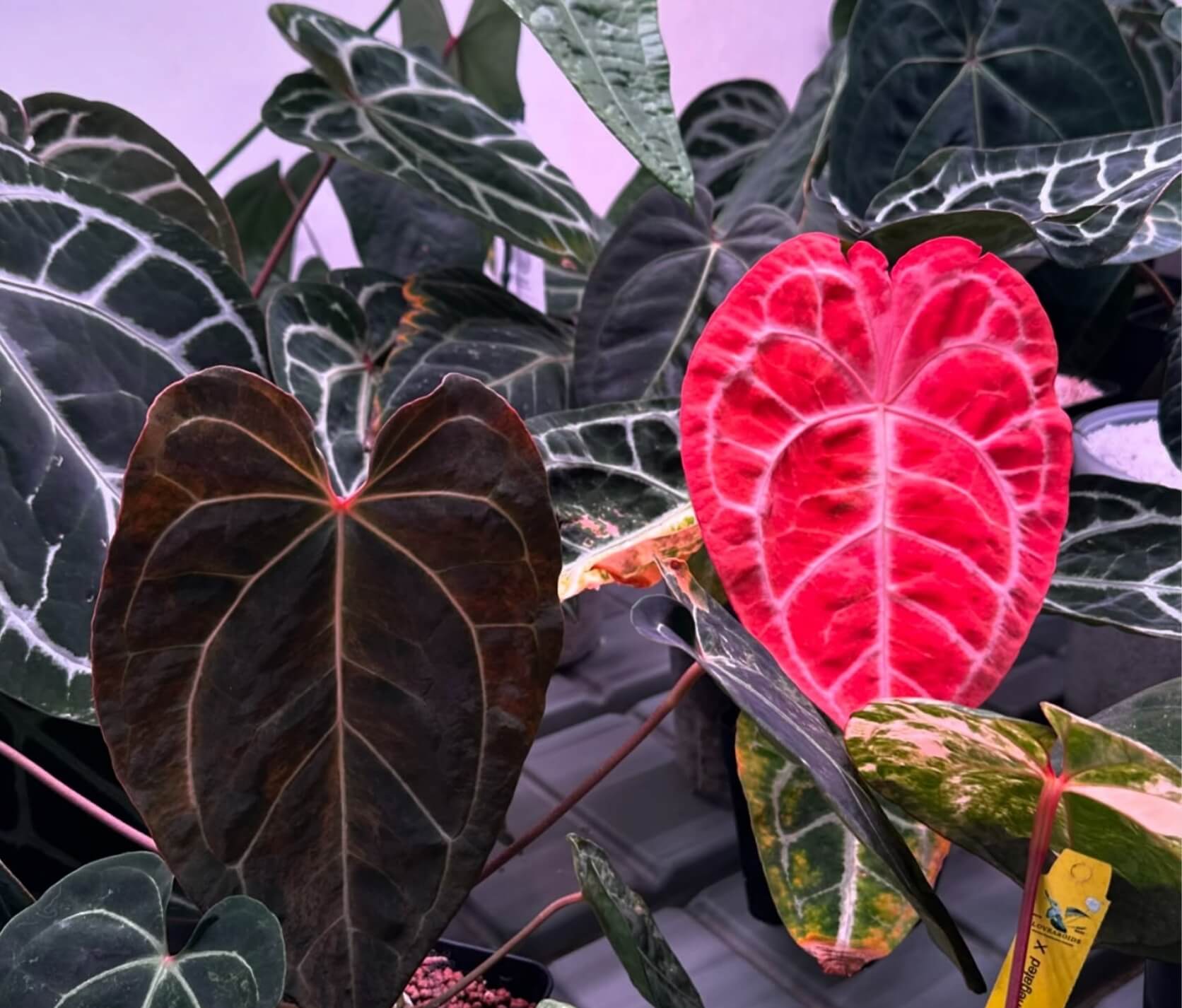 Red Crystallinum
