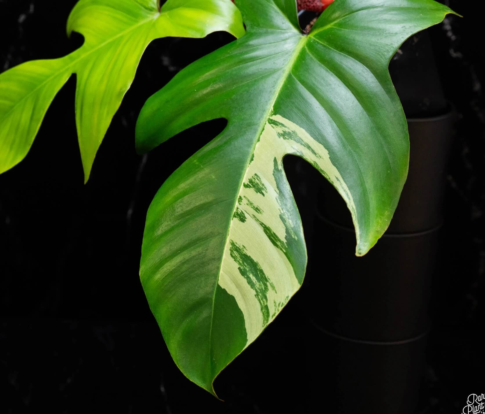 Anthurium Hybrids