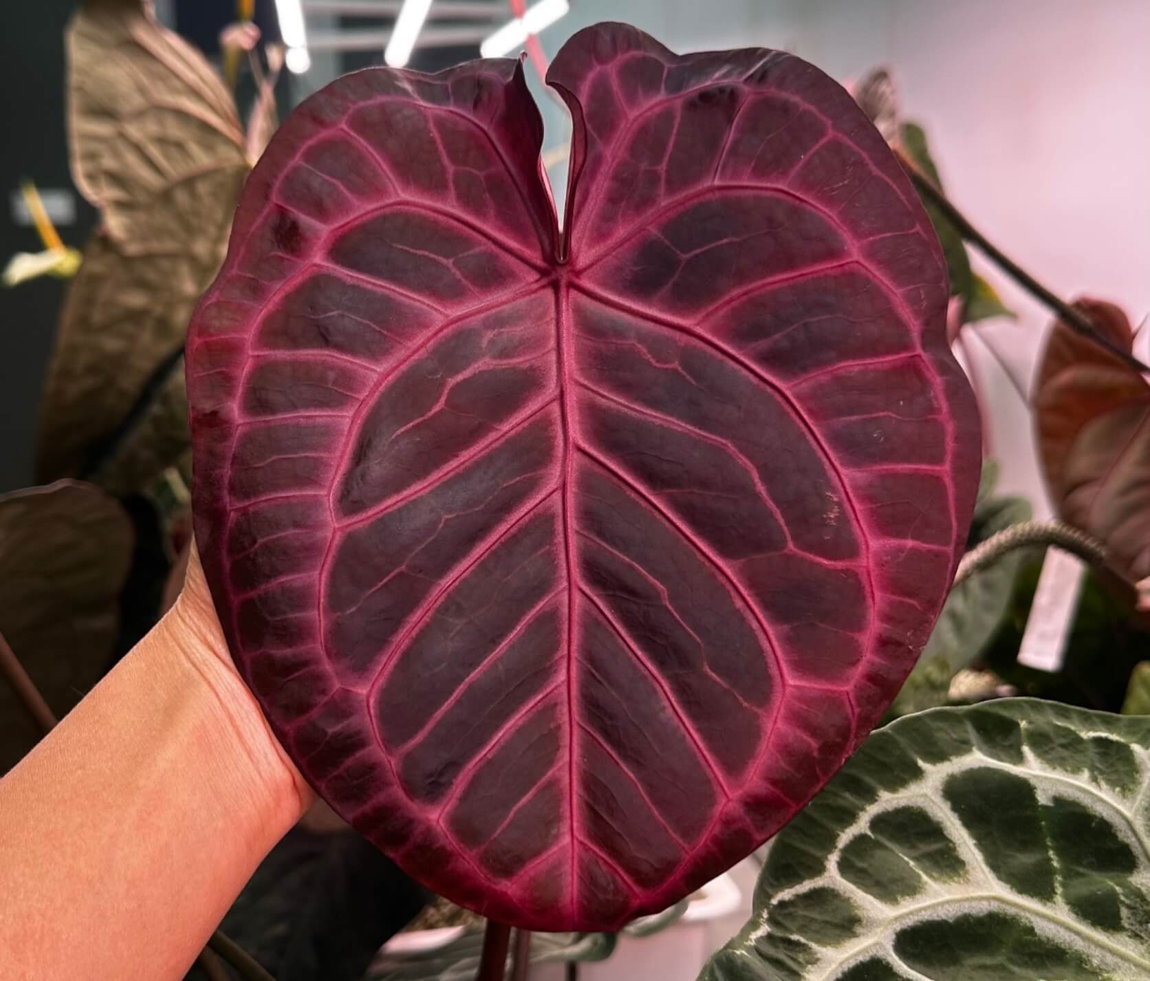 Papillilaminums