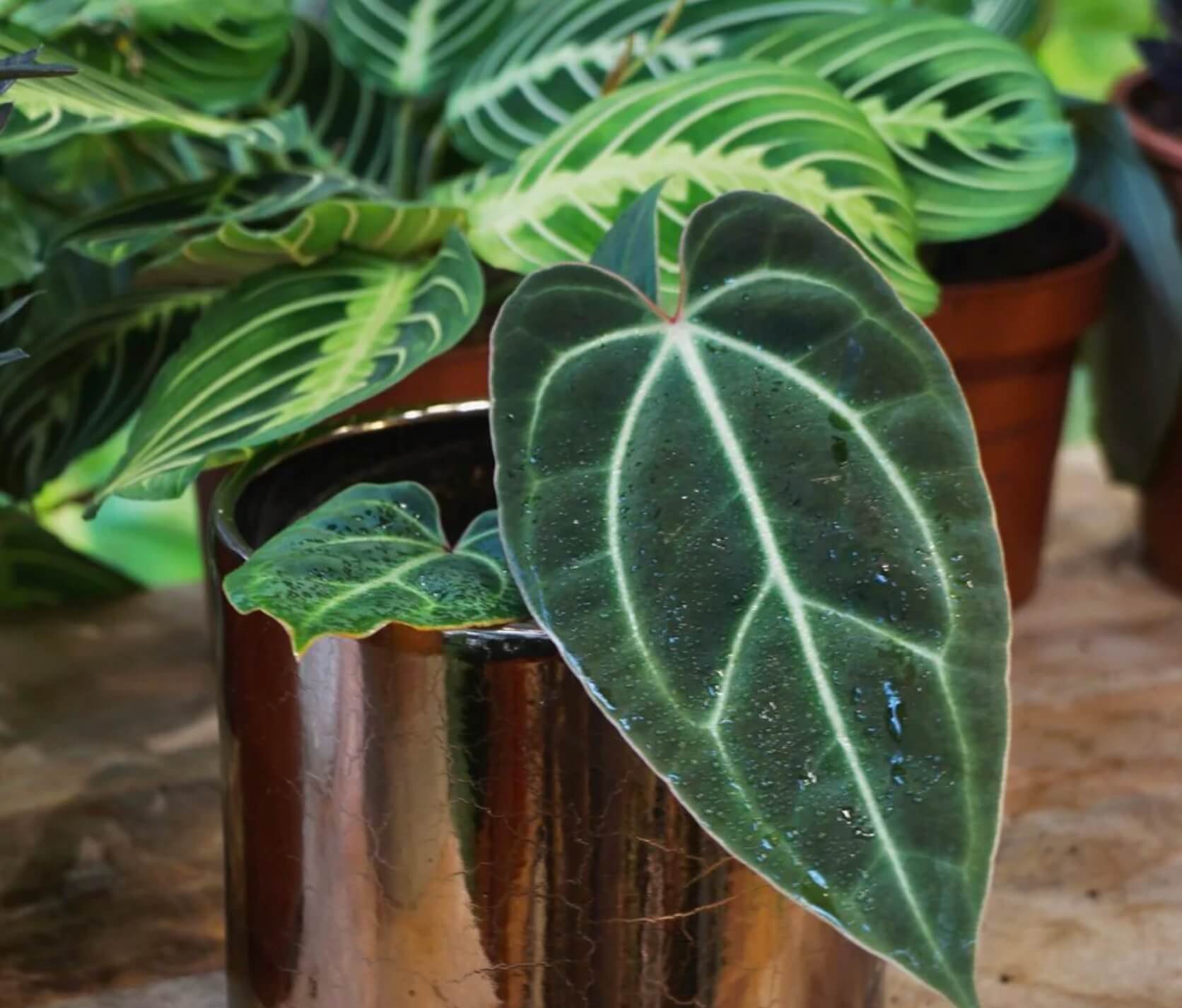 Anthurium