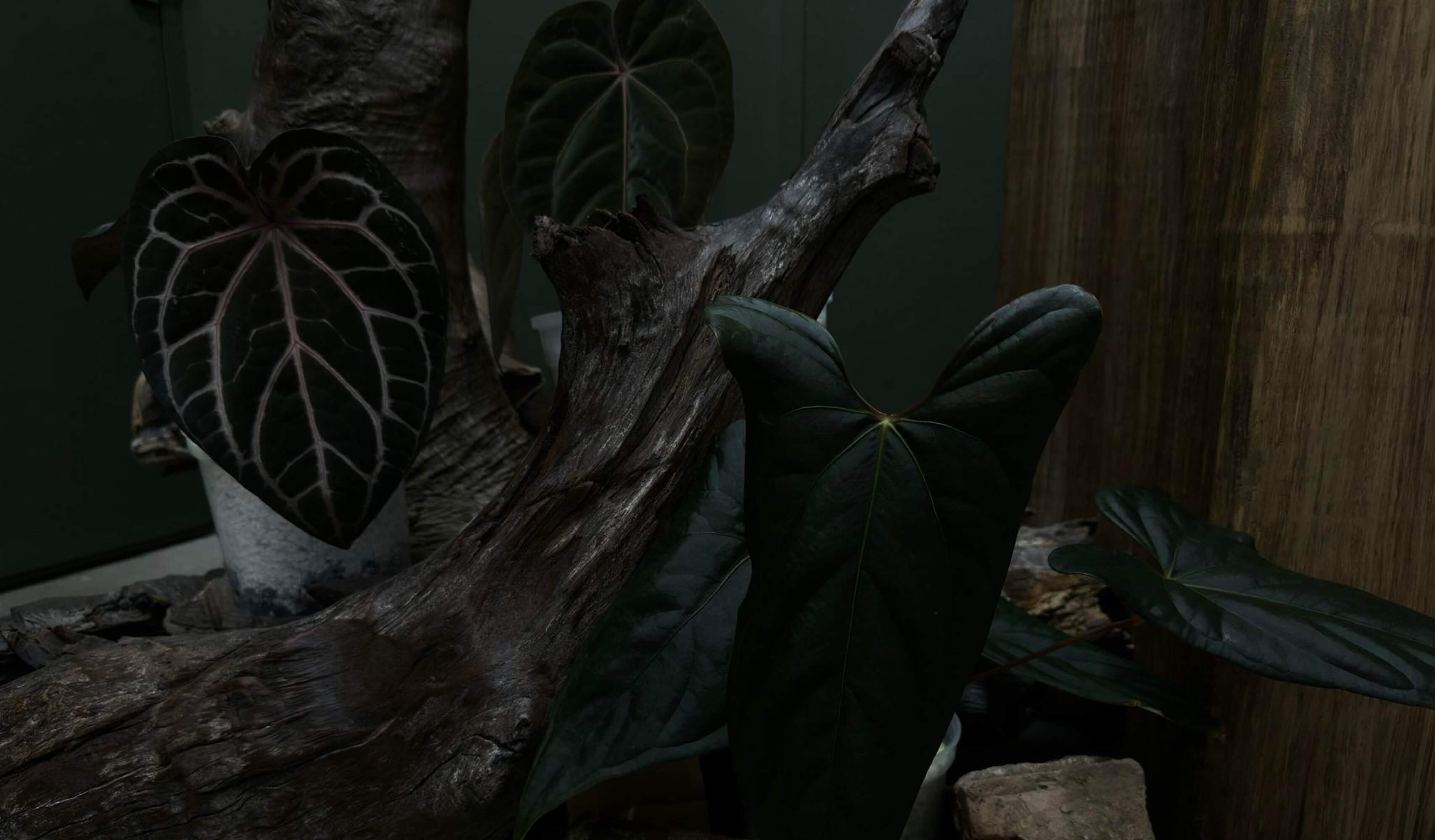 MYSTIQUE TROPICALS